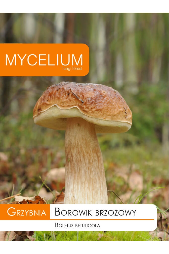 koivukivi.jpg