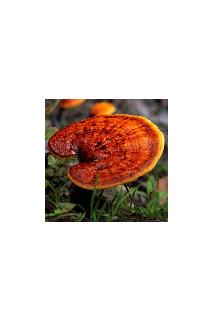 reishi.jpg