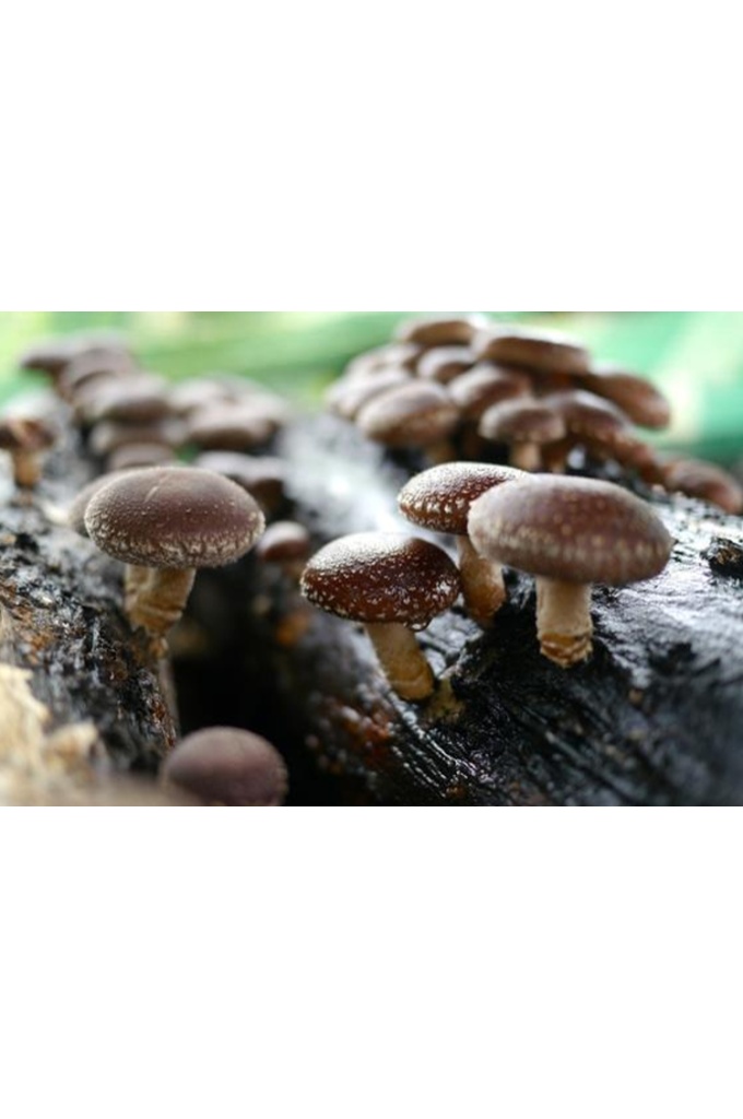 shiitake.jpg