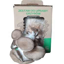 Black Pearl austerserviku hübriidi kasvatuskoplekt