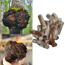 Chaga ehk must pässik