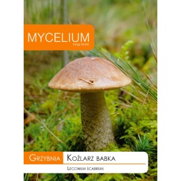 Kõivu-kivipuravik (Boletus Betulicola)