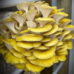  Kuldservik (Pleurotus citrinopileatus) 20 tüüblit