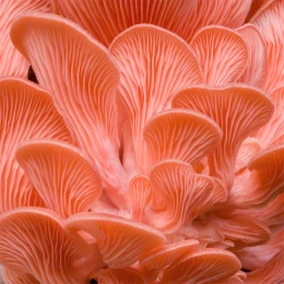 Roosa austerservik (Pleurotus djamor) 20 tüüblit