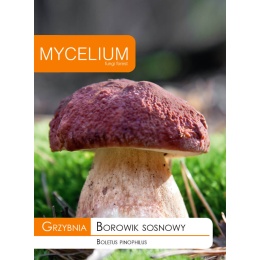 Männipuravik (Boletus Pinophilus)