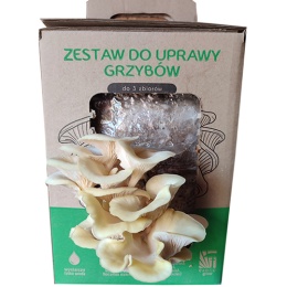 Sidrun-austerserviku (Pleurotus citrinopileatus) kasvatuskomplekt 