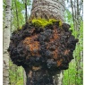 chaga1.jpg