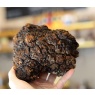 chaga3.jpg