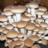 lõuna-põldseen 1.jpg