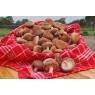 shiitake1.jpg