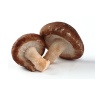 shiitake2.jpg