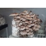 shiitake3.jpg