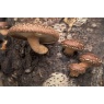 shiitake4.jpg