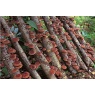 shiitake5.jpg