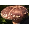 shiitake6.jpg