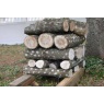 shiitake7.jpg