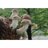 shiitake8.jpg